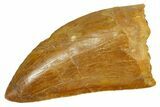 Serrated, Carcharodontosaurus Tooth - Real Dinosaur Tooth #372300-1